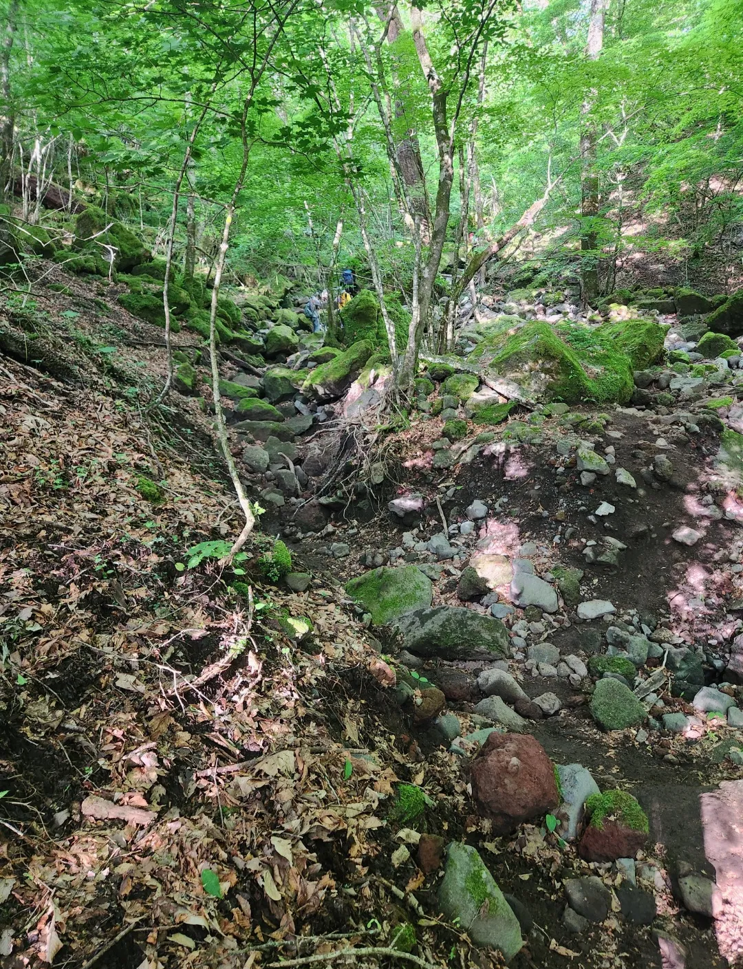 男池登山道の根っこと黒土の路面