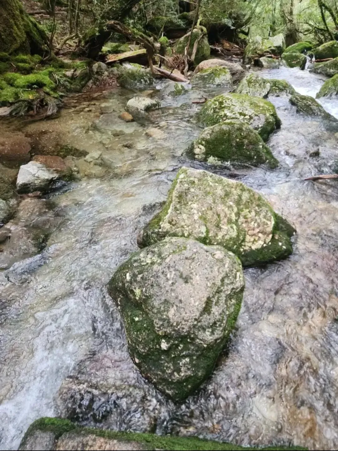 増水した沢を慎重に越える