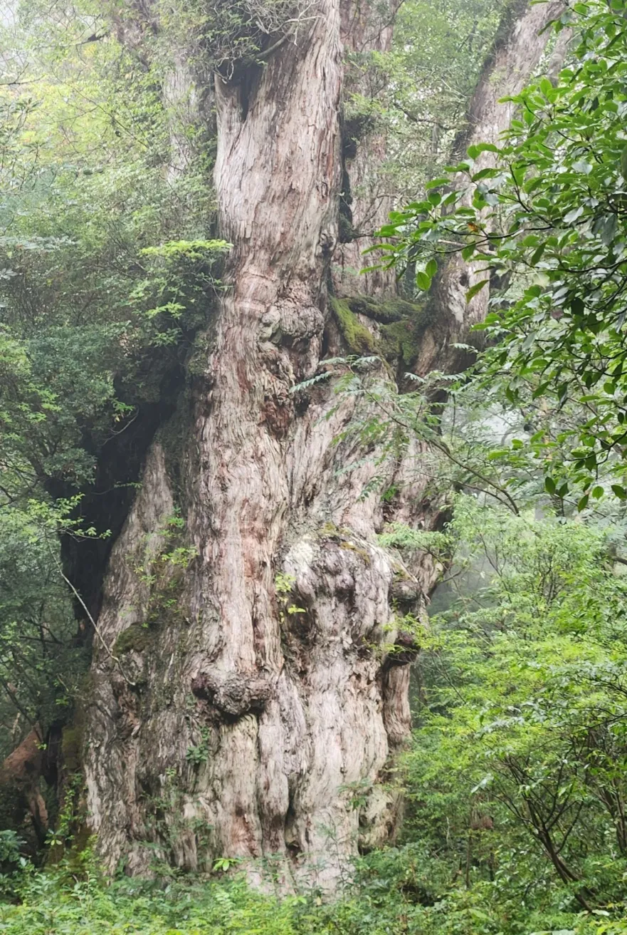 縄文杉