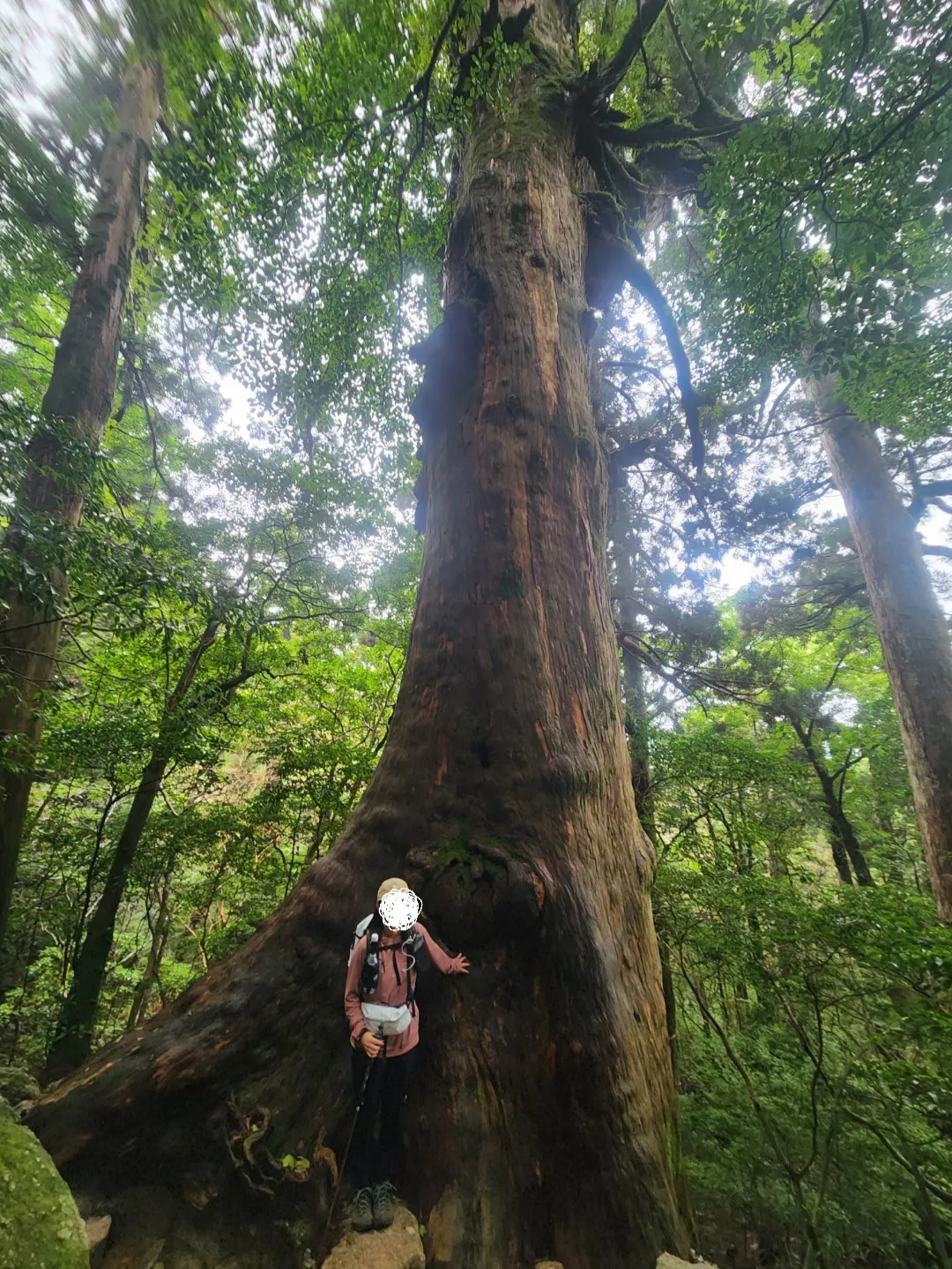 名もなき屋久杉