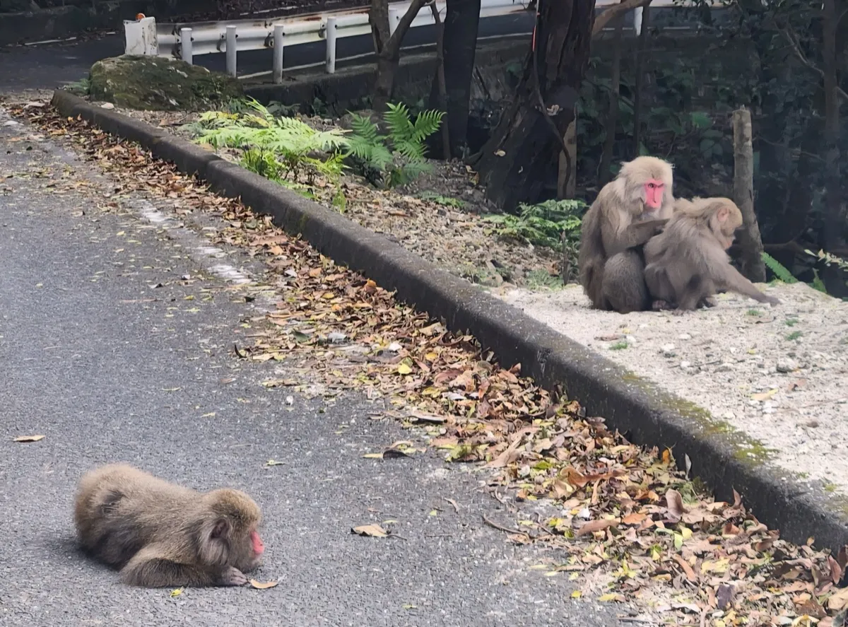西部林道でヤクシカとヤクサルが共存する道路